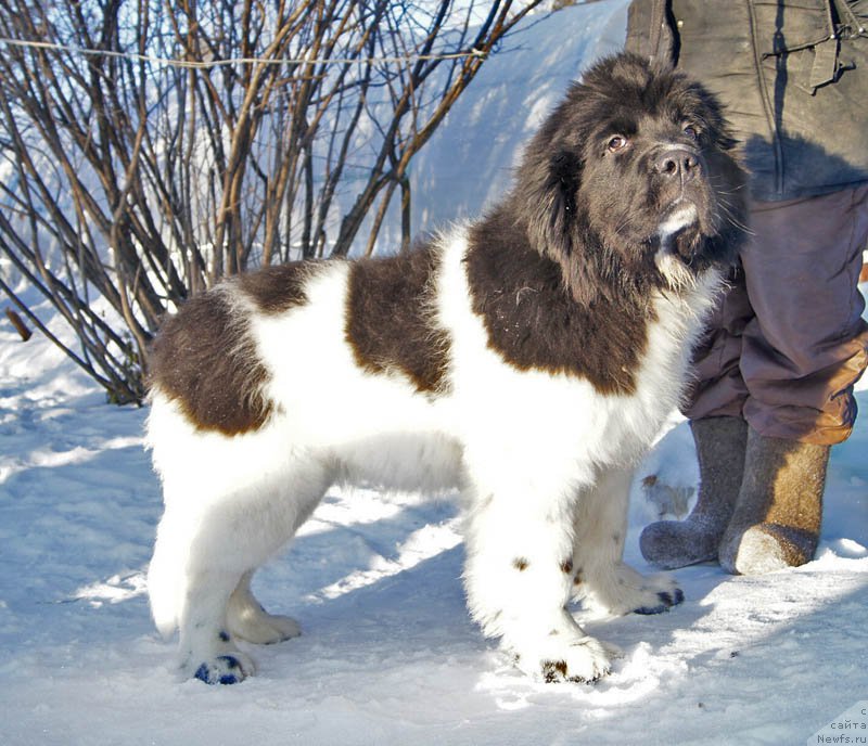 Фото: ньюфаундленд Супер Бизон Мирослава