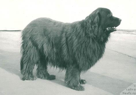 Фото: ньюфаундленд Дельви Девольф