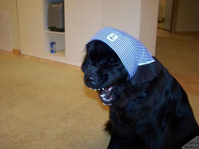 Фото: ньюфаундленд Сладкая Моя от Сибирского Медведя