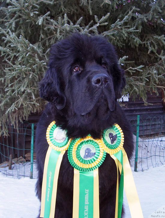 Фото: ньюфаундленд Супер Бизон Лакшми Лана