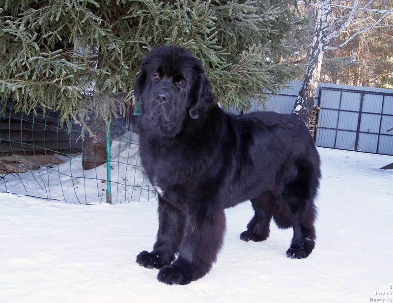 Фото: ньюфаундленд Супер Бизон Лакшми Лана