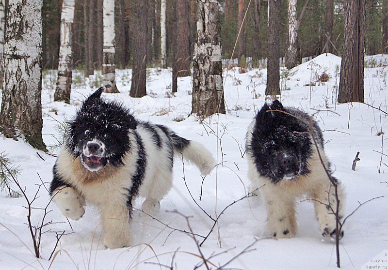 Фото: ньюфаундленд Супер Бизон Мурсиелага, ньюфаундленд Супер Бизон Мирослава