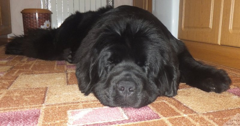 Фото: ньюфаундленд Супер Бизон Лаутхани Лайма