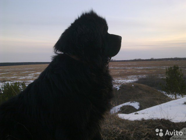 Фото: ньюфаундленд Супер Бизон Жерар