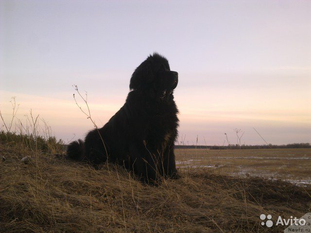 Фото: ньюфаундленд Супер Бизон Жерар