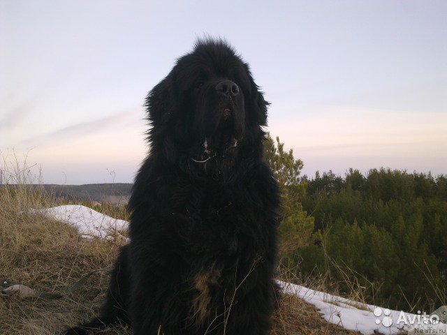 Фото: ньюфаундленд Супер Бизон Жерар