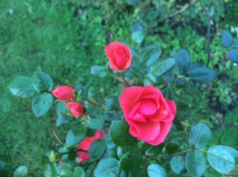 Фотография № 171039