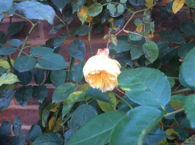 Фотография № 171040