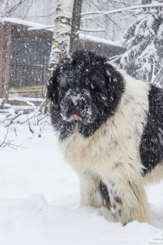 Фото: ньюфаундленд Callistos Blitzen