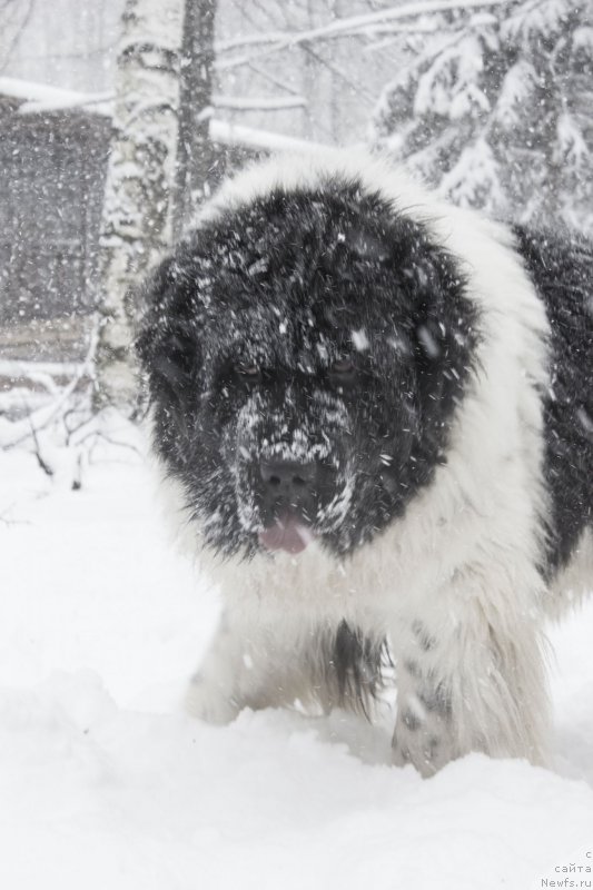 Фото: ньюфаундленд Callistos Blitzen