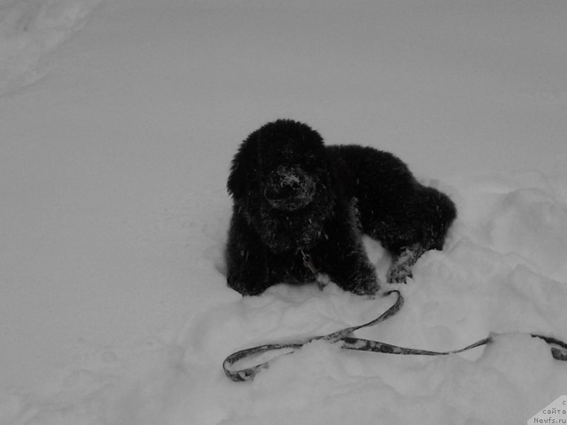 Фото: ньюфаундленд Былинная Марфа с Берега Дона (Bylinnaya Marfa s Berega Dona)