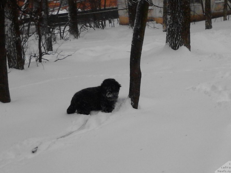 Фото: ньюфаундленд Былинная Марфа с Берега Дона (Bylinnaya Marfa s Berega Dona)
