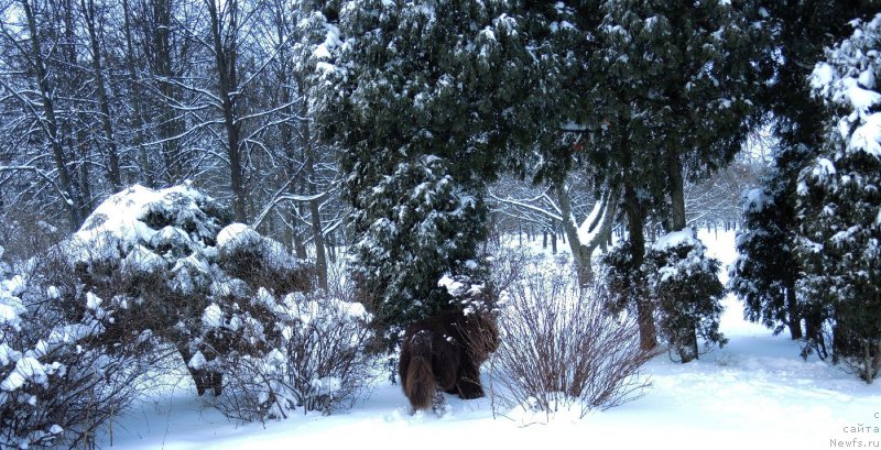 Фото: ньюфаундленд Акватория Келвин Хизер Хани (Aquatoriya Kelvin Heather Honey)