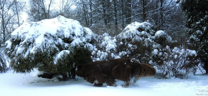 Фото: ньюфаундленд Акватория Келвин Хизер Хани (Aquatoriya Kelvin Heather Honey)