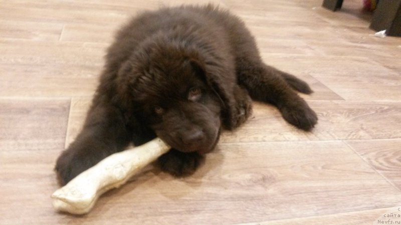 Фотография № 171060