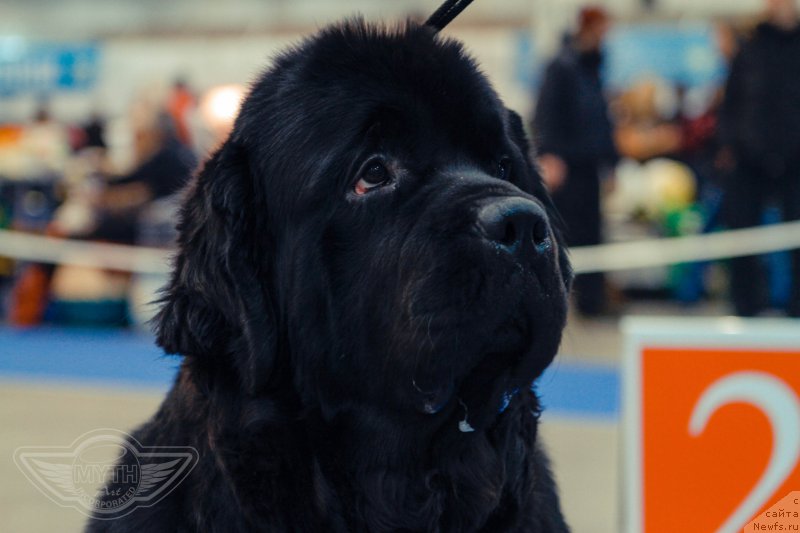 Фото: ньюфаундленд On Aroll Midnight Bear