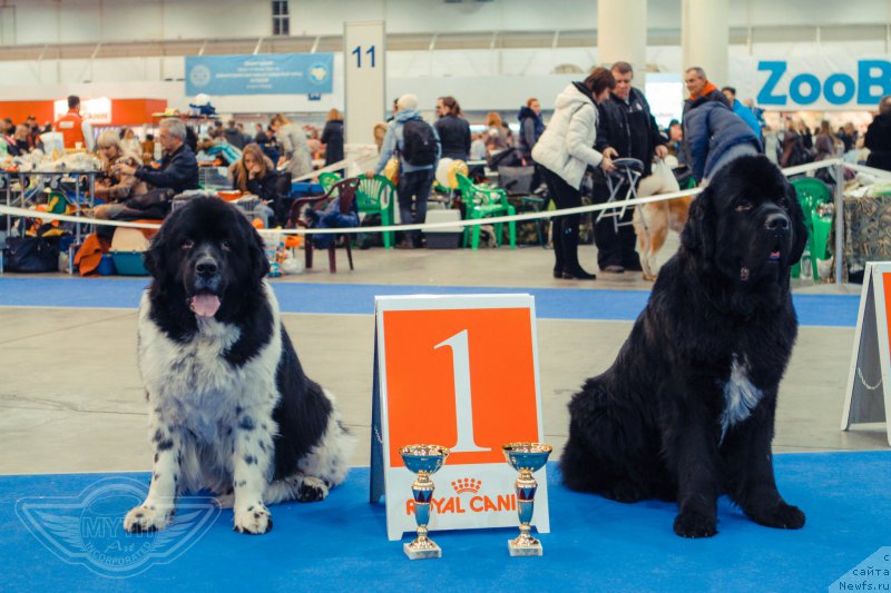 Фото: ньюфаундленд Archibald Good Win Super Mishka (Арчибальд Гуд Вин Супер Мишка), ньюфаундленд On Aroll Midnight Bear