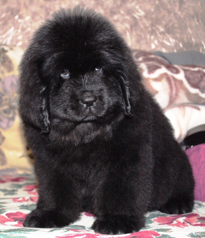 Фото: ньюфаундленд Моя Стихия Итальянский Мачо