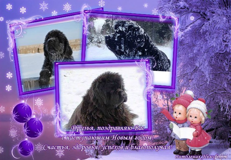 Фото: ньюфаундленд Ньюфорт Тайм'с Голд Алекса, ньюфаундленд Ньюфорт Бестселлер, ньюфаундленд Ньюфорт Магия Любви