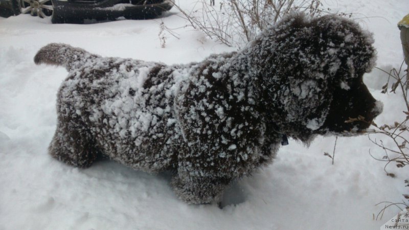 Фото: ньюфаундленд Черный Шарм Дензел Вашингтон