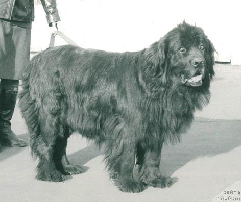 Фото: ньюфаундленд Мирта Лакдар