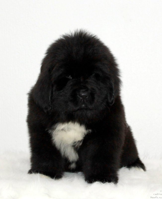 Фотография № 171118