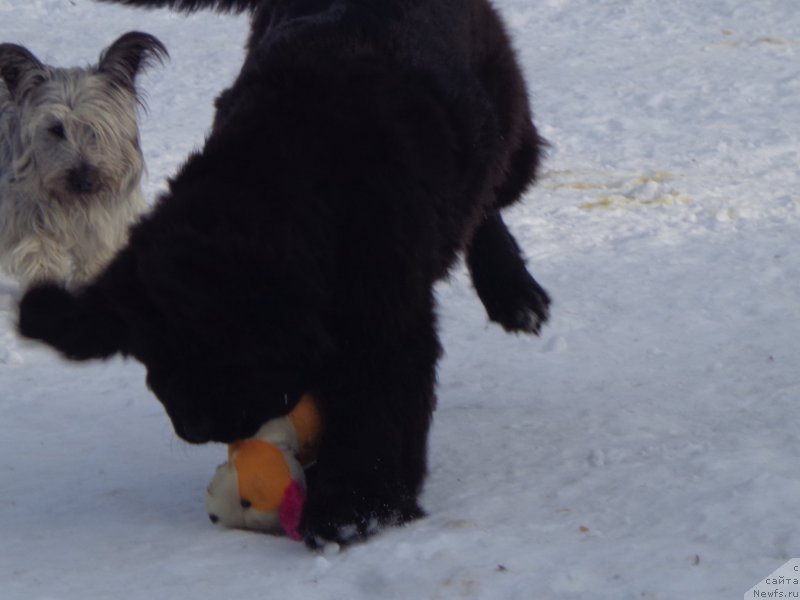 Фото: ньюфаундленд Викториус Смайл