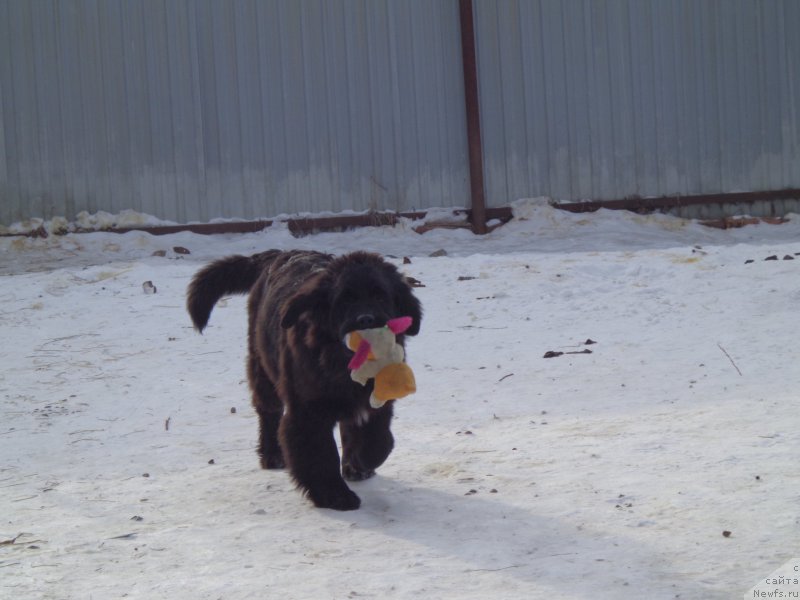 Фото: ньюфаундленд Викториус Смайл