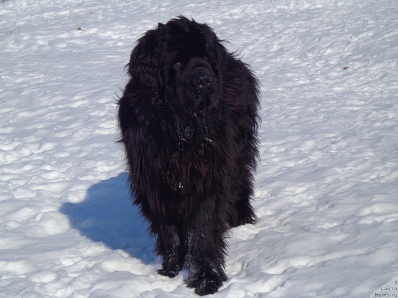 Фото: ньюфаундленд Супер Премиум Нао Дел Трато