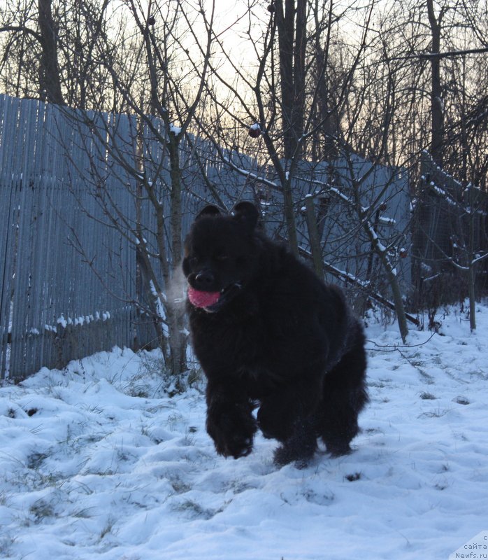 Фото: ньюфаундленд Бегущая по Волнам Шаман (Beguschaya po Volnam Shaman)