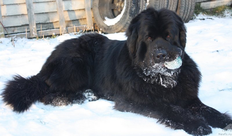 Фото: ньюфаундленд Бегущая по Волнам Шаман (Beguschaya po Volnam Shaman)