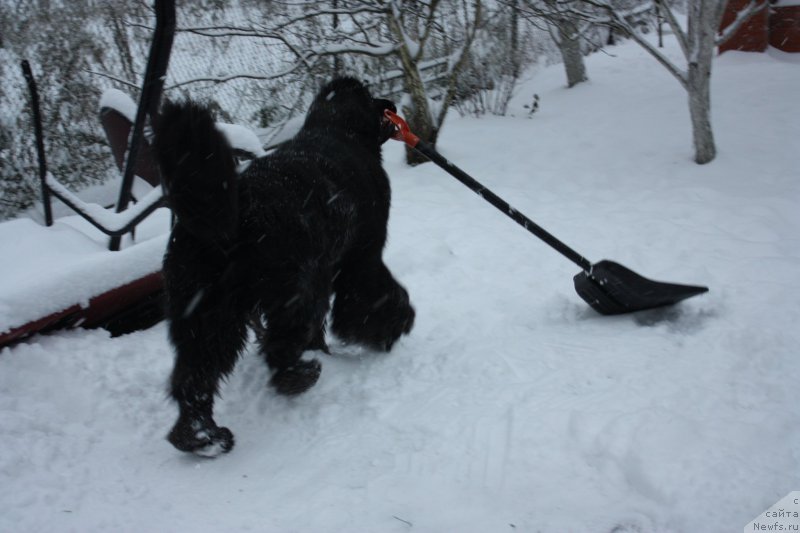 Фото: ньюфаундленд Бегущая по Волнам Шаман (Beguschaya po Volnam Shaman)