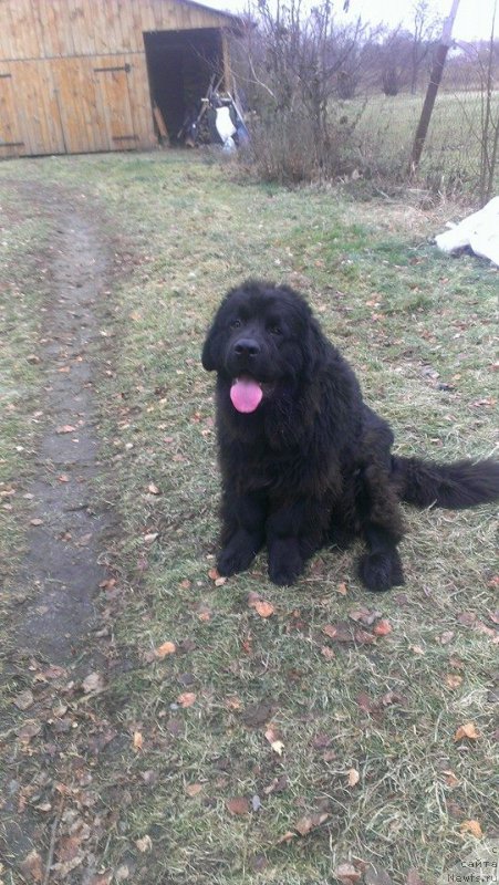 Фото: ньюфаундленд Алекс Хугги Беар Тика