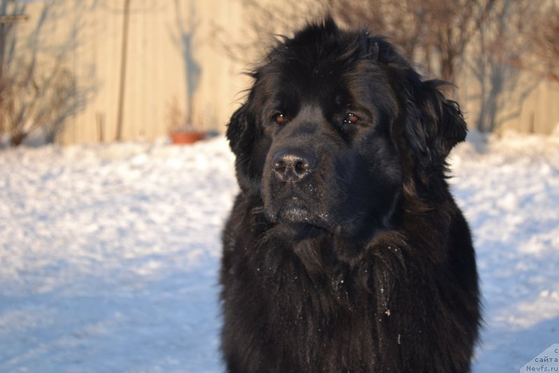 Фото: ньюфаундленд Талисман Моря Магия Волн