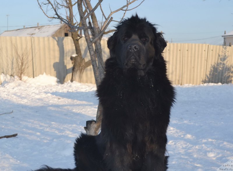 Фото: ньюфаундленд Талисман Моря Магия Волн