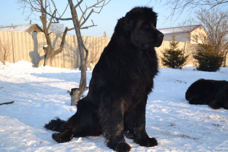 Фото: ньюфаундленд Талисман Моря Магия Волн