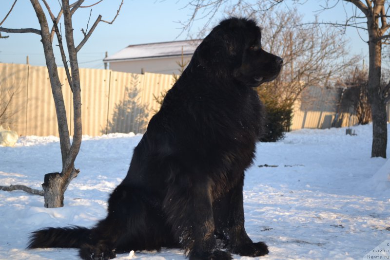 Фото: ньюфаундленд Талисман Моря Магия Волн