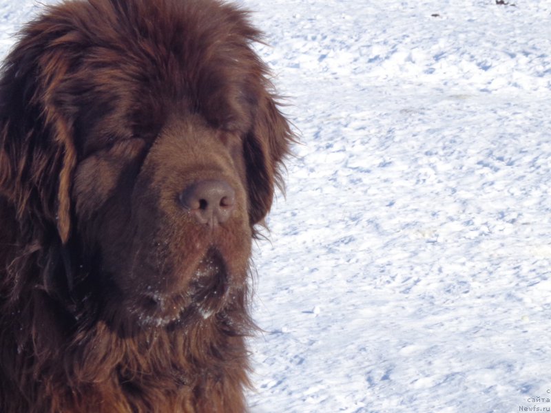 Фото: ньюфаундленд Ньюфорт Ю'Северино