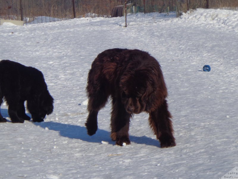 Фото: ньюфаундленд Викториус Смайл