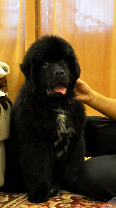 Фото: ньюфаундленд Баллада Звездного Дара с Берега Дона (Ballada Zvezdnogo Dara s Berega Dona)