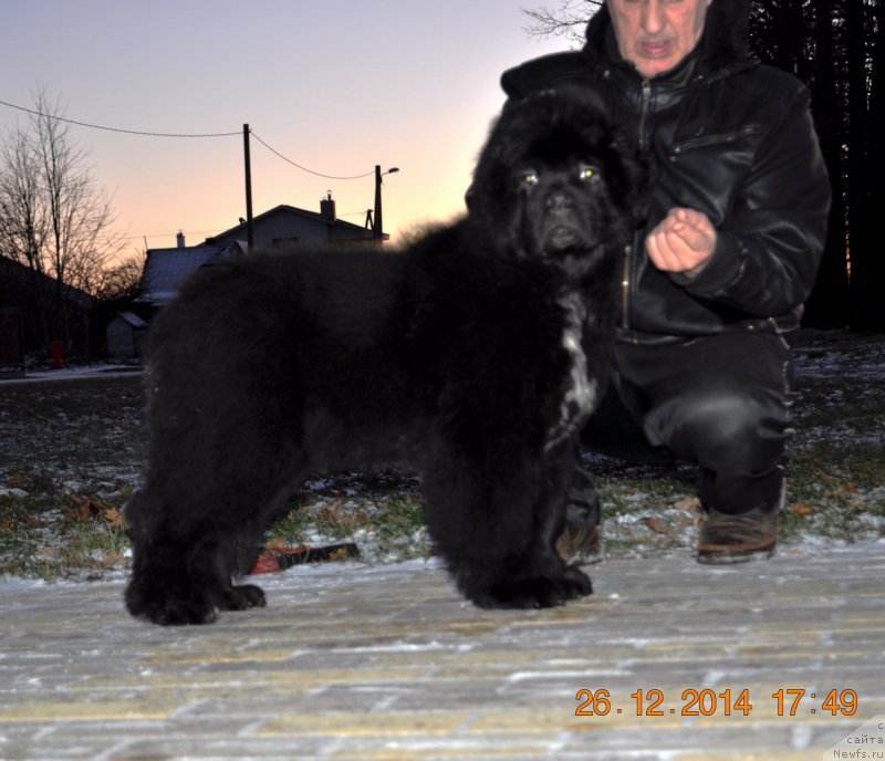 Фото: ньюфаундленд Баллада Звездного Дара с Берега Дона (Ballada Zvezdnogo Dara s Berega Dona)