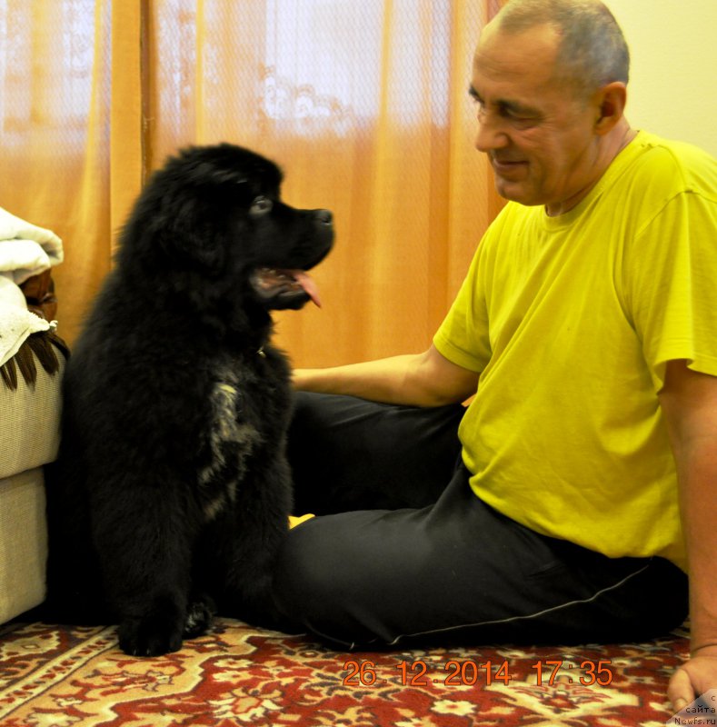 Фото: ньюфаундленд Баллада Звездного Дара с Берега Дона (Ballada Zvezdnogo Dara s Berega Dona)