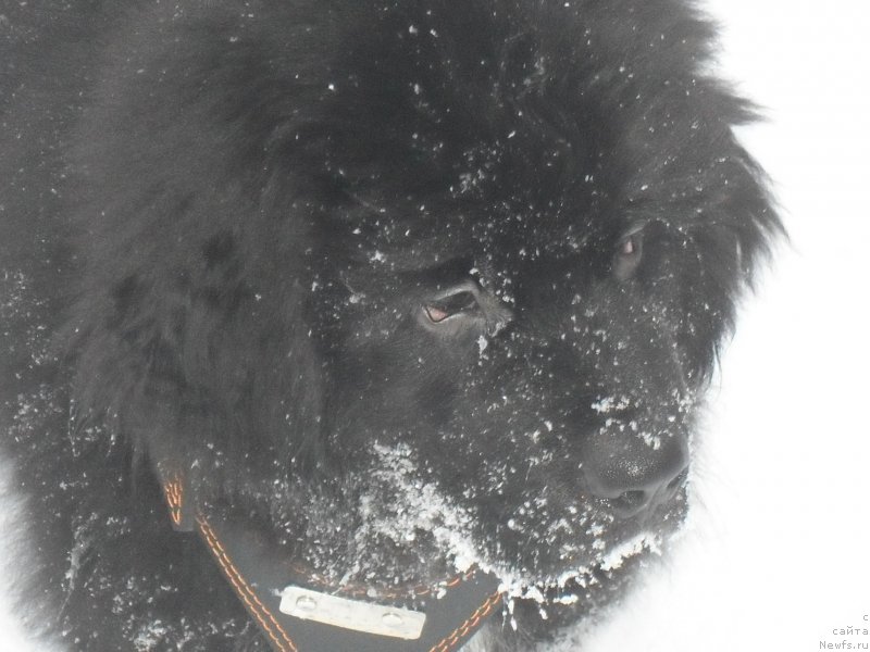 Фото: ньюфаундленд Лионель