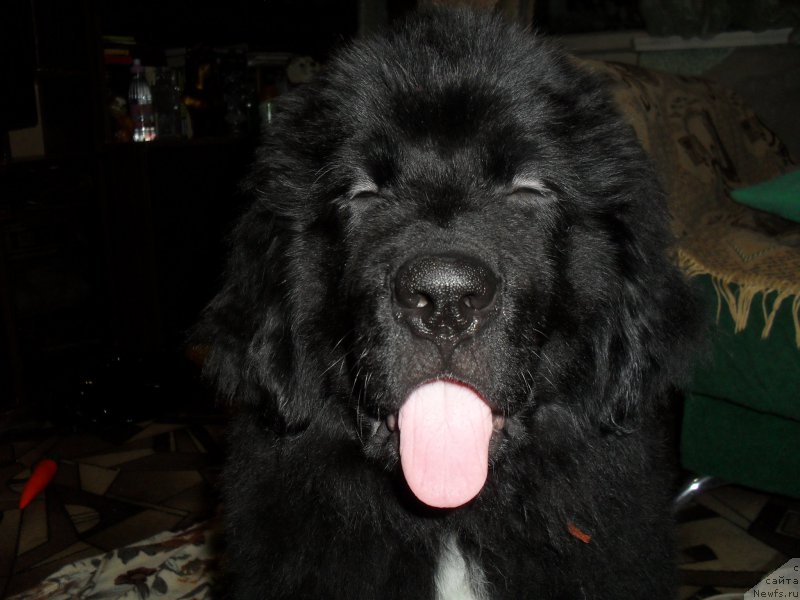 Фото: ньюфаундленд Лионель