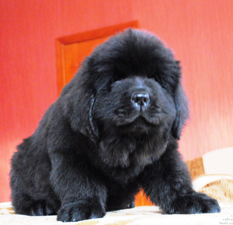 Фото: ньюфаундленд Моя Стихия Ифейон Фроил Милл