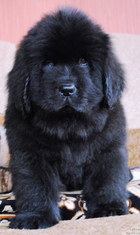 Фото: ньюфаундленд Моя Стихия Ифейон Фроил Милл