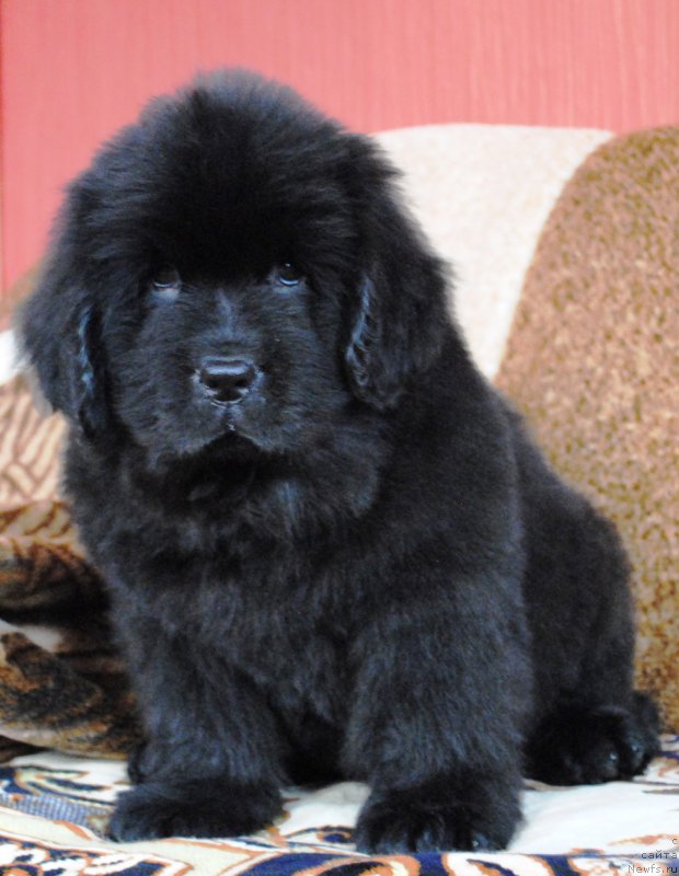 Фото: ньюфаундленд Моя Стихия Ифейон Фроил Милл