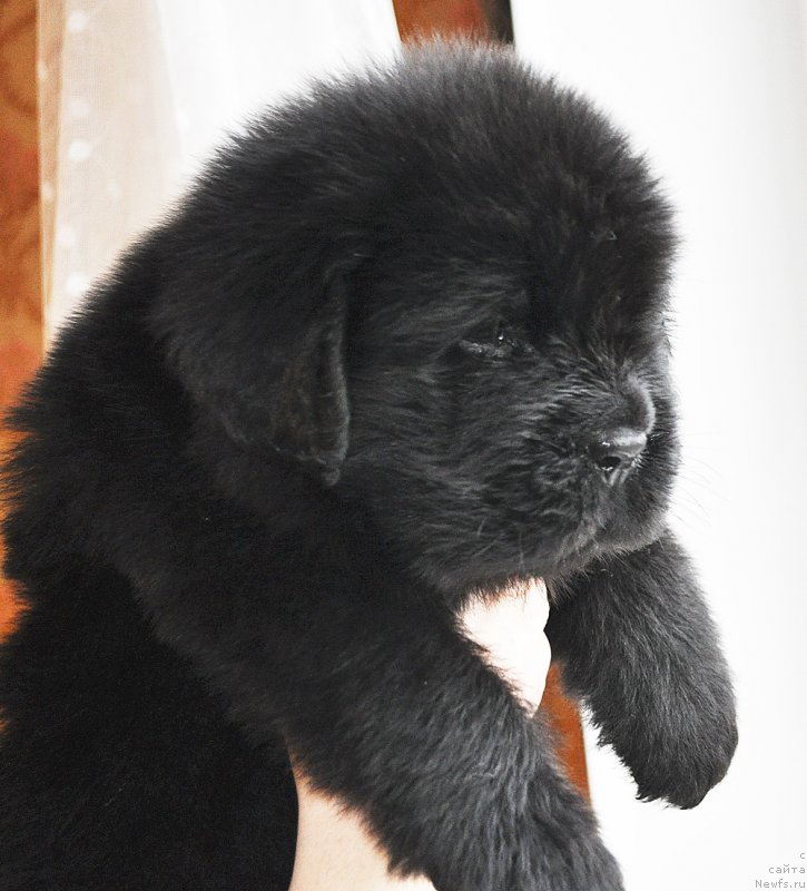 Фото: ньюфаундленд Бегущая по Волнам Дансинг Квин (Beguschaya po Volnam Dancing Queen)