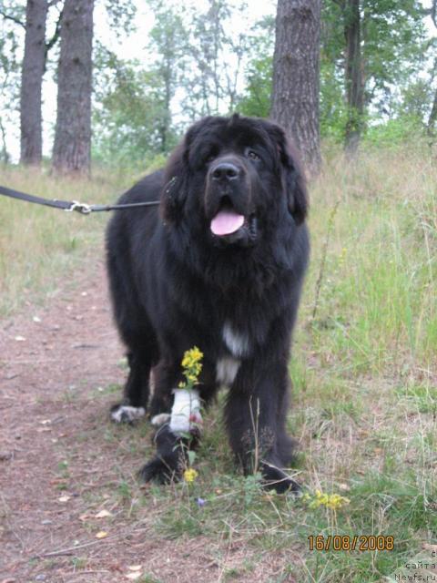 Фото: ньюфаундленд Балустар де Мантальчино