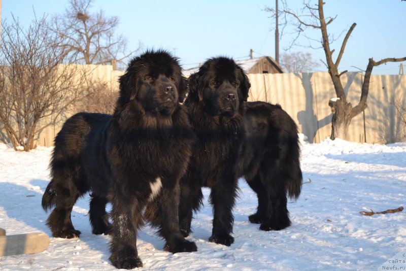 Фото: ньюфаундленд Талисман Моря Мишель, ньюфаундленд Талисман Моря Магия Волн